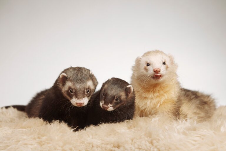 Do Ferrets Need a Friend? Understanding the Social Needs of Ferrets