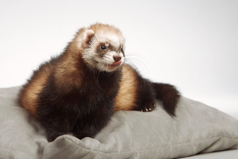 What Do Ferrets Smell Like? A Comprehensive Guide