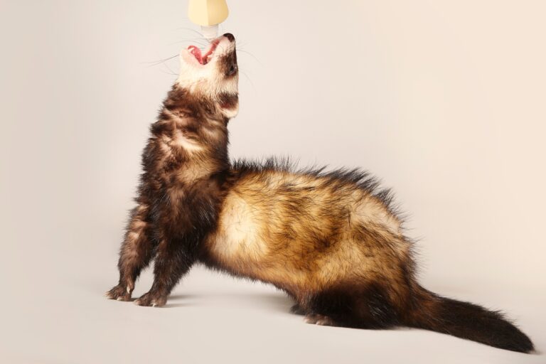Do Ferrets Eat Mice? Here’s What You Need to Know