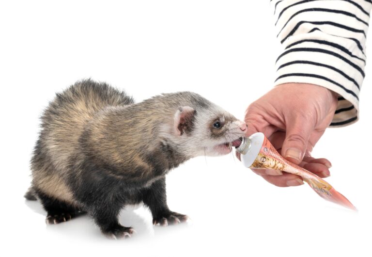 What Do Pet Ferrets Eat? A Comprehensive Guide to Feeding Your Furry Friend
