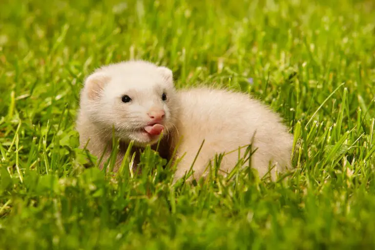 Are Ferrets Hard to Take Care Of? Expert Answers Here.