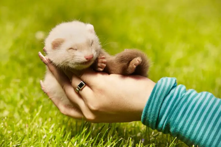 Do Ferrets Like to Cuddle? Exploring the Cuddly Nature of Ferrets