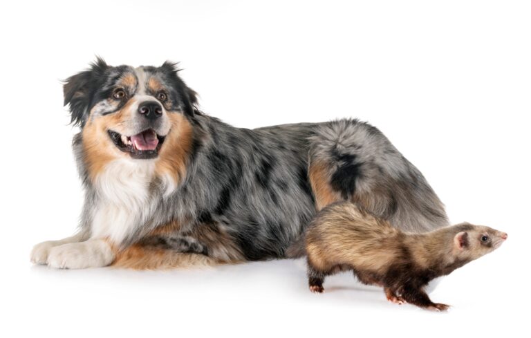 Do Ferrets and Dogs Get Along? Understanding Their Compatibility