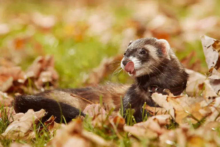 Do Ferrets Hibernate? Here’s What You Need to Know.