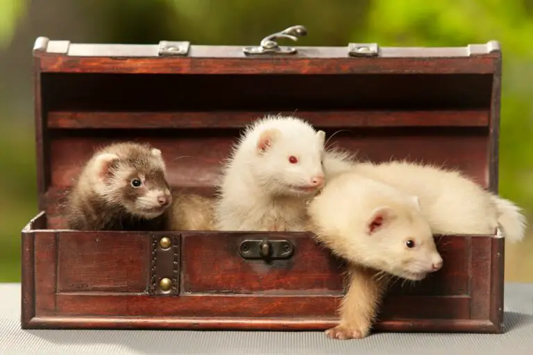 Do Ferrets Use Litter Boxes? A Comprehensive Guide to Ferret Care