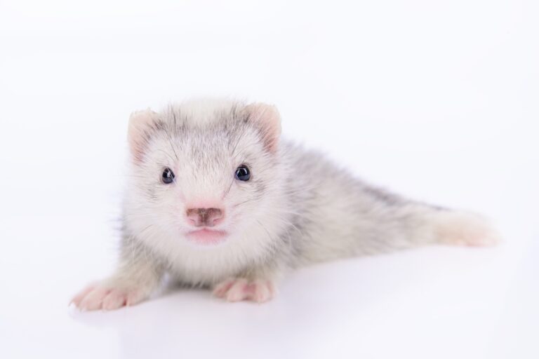 Do Ferrets Shed? Understanding Ferret Shedding and How to Manage It