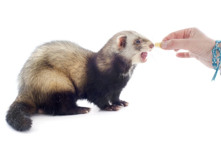 What Human Food Can Ferrets Eat: A Comprehensive Guide