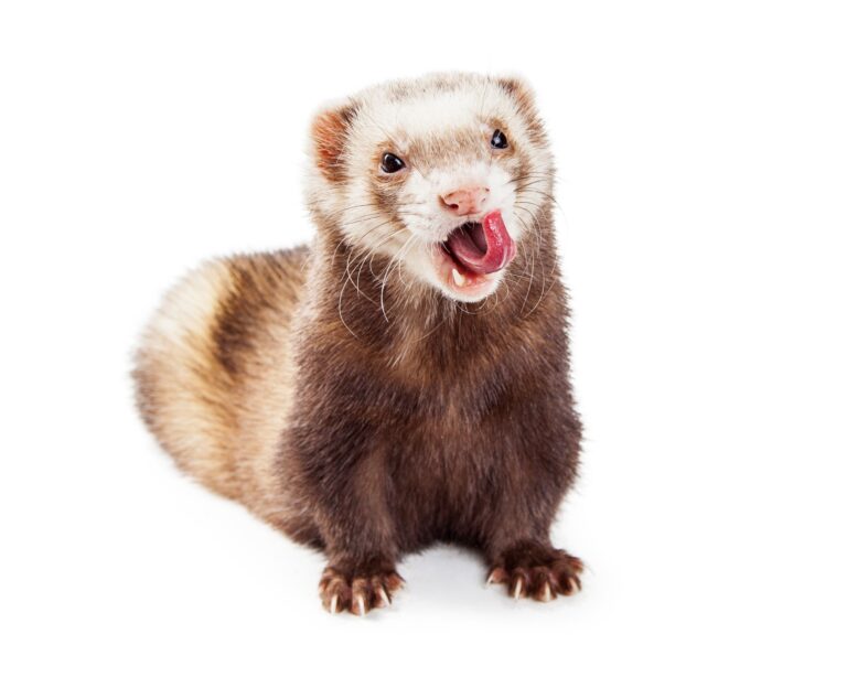 Are Ferrets Aggressive? Facts You Need to Know