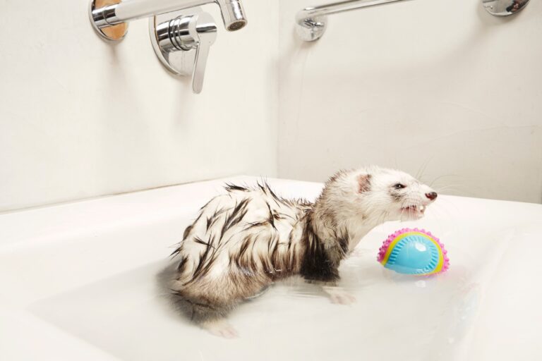 How to Bathe Ferrets: A Step-by-Step Guide
