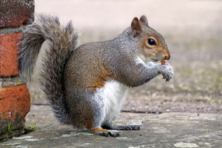 Does Squirrel Hibernate During Winter? Exploring the Hibernation Habits of Squirrels