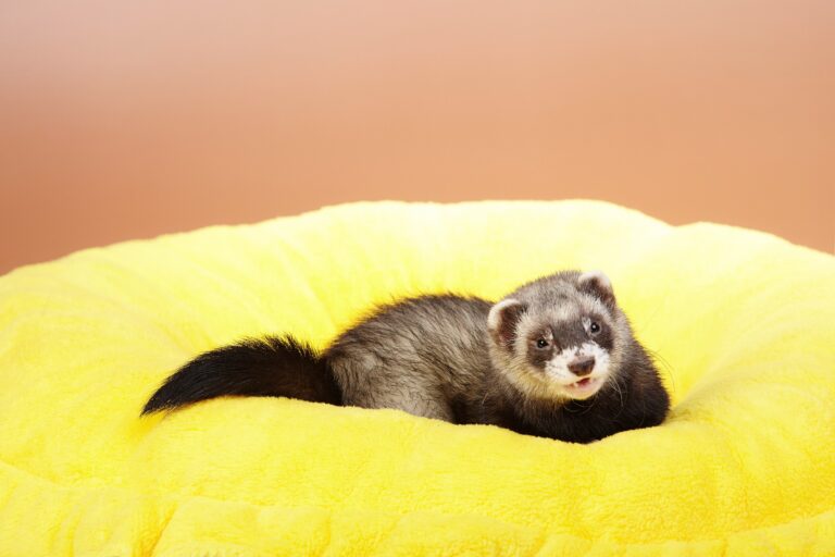 Are Ferrets Smart? A Clear and Knowledgeable Answer