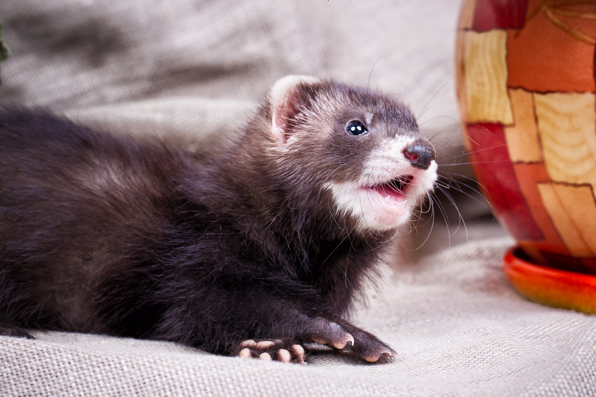 Does Ferrets Bite? Truth and Safety Tips DiscoveryNatures