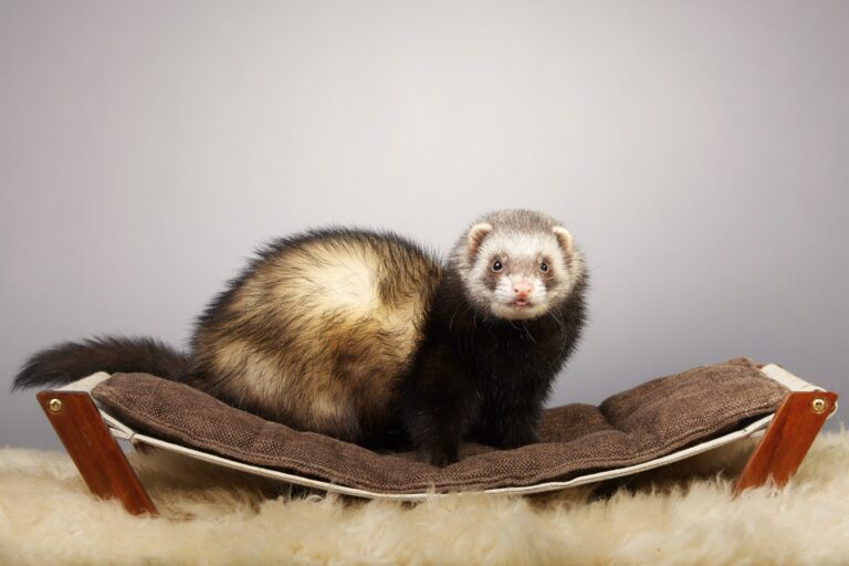 Do Ferrets Get Along with Cats? A Clear Answer