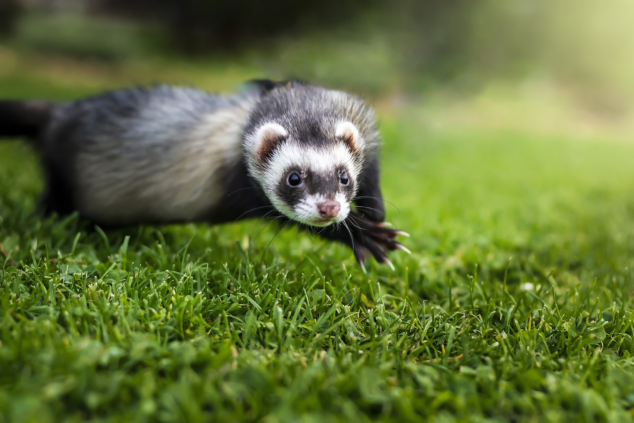 Do Ferrets Have Bones Exploring the Skeletal System of Ferrets