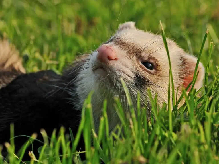 Are Ferrets Domesticated? A Clear Answer